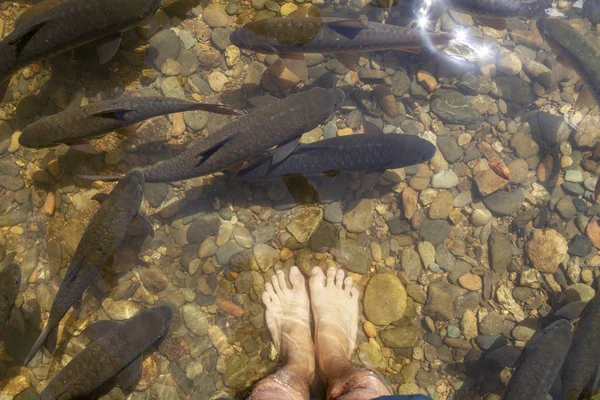Şelalede ayaklar ve balıklar güneş ışığıyla — Stok fotoğraf