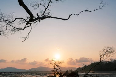 Tropikal deniz günbatımında ya da gündoğumunda ölü ağaç silueti çerçevesi