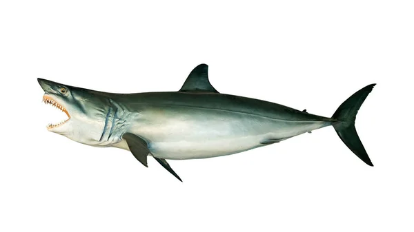 Shortfin mako köpekbalığı (Isurus oxyrinchus) beyaz üzerine izole edildi — Stok fotoğraf