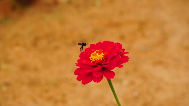 Langzame Beweging Van Kleine Insect Landing Rode Bloem Outdoor Natuur — Stockvideo