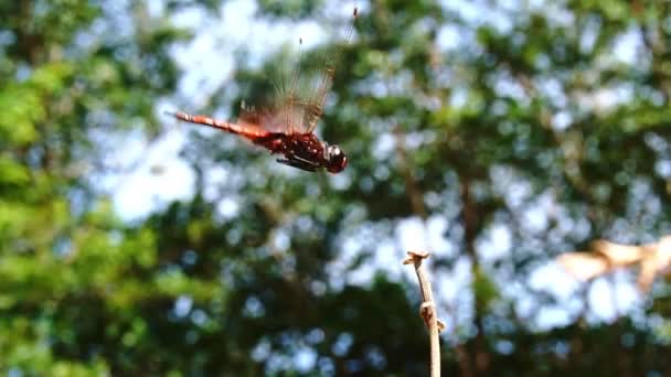Zpomalení Pohybu Krásné Vážky Přistání Větvičce Deštném Pralese — Stock video