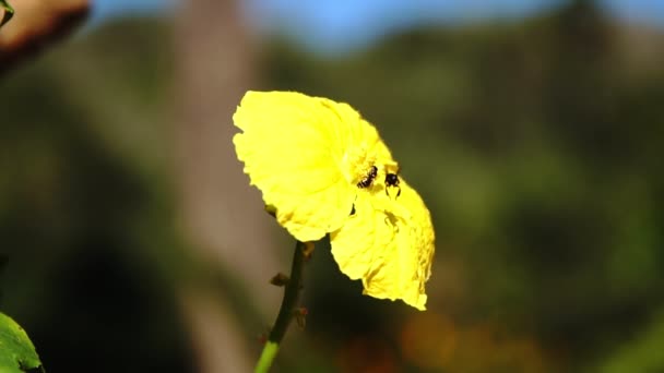 Langzame Beweging Van Kleine Insect Landing Gele Bloem Outdoor Natuur — Stockvideo