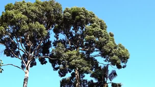 Προβολή Των Δέντρων Στο Τροπικό Δάσος Μεγάλο Κλαδί Δέντρων Που — Αρχείο Βίντεο