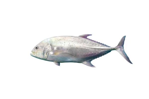 Giant Trevally isolated on white background with clipping path. — Stock Photo, Image