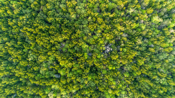 Natural green background or texture of top down Drone camera mangrove forest trees in thailand
