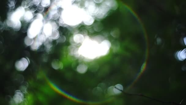 Красива Bbeautiful Розмита Природа Зелений Боке Сонячне Світло Яскравим Сонячним — стокове відео