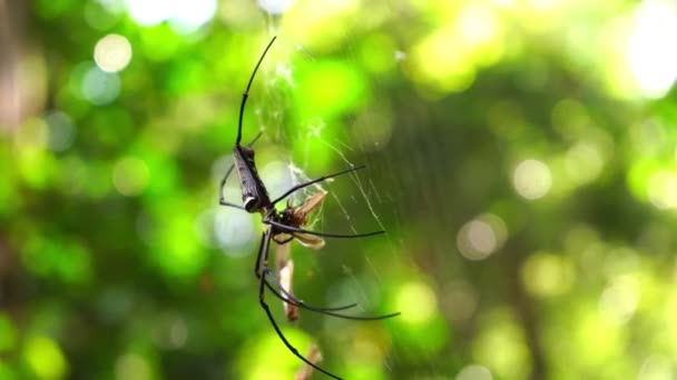 熱帯雨林の黄金のオーブ織のクモ — ストック動画