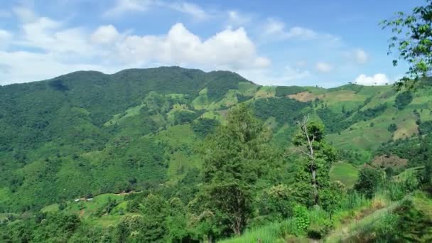 Drone Aéreo Tiro Verão Árvores Verdes Floresta Tropical Bela Paisagem — Vídeo de Stock