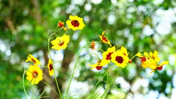 Hermosas Pequeñas Flores Amarillas Con Fondo Verde Bokeh Bosque Paisaje — Vídeo de stock