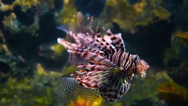 Akvaryumdaki Güzel Aslan Balığı — Stok video