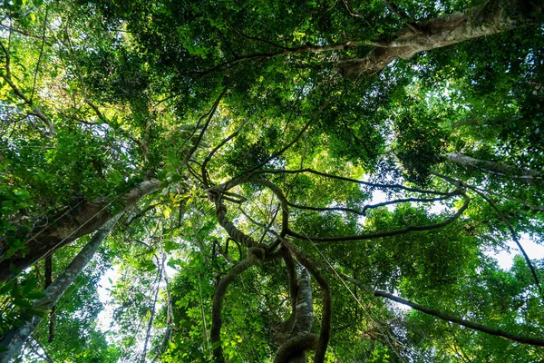 Lianen bungelen en zonlicht uit de luifel van het regenwoud — Stockfoto