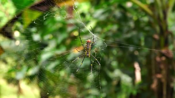 Golden Orb Weaver Spider Net — Stock Video