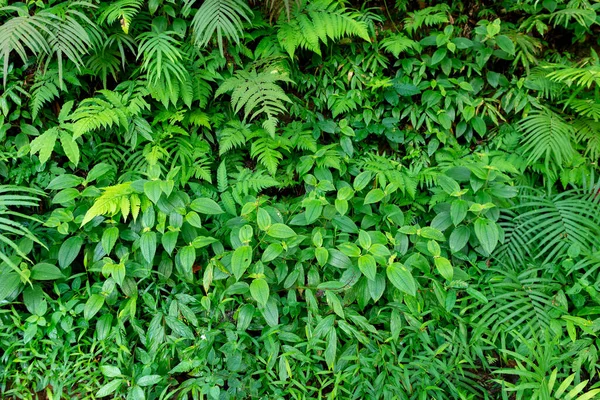 Färska Gröna Blad Textur För Natur Bakgrund Och Design Lövverk — Stockfoto