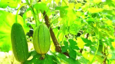 Bahçede Açı Kabak Uzun Luffa