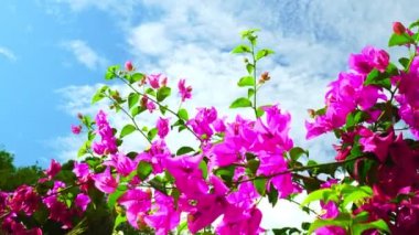 Güzel Bougainvillea çiçeği Mavi gökyüzü arka planı