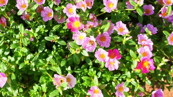 Bijen Vliegen Tussen Prachtige Bloemen Tuin — Stockvideo