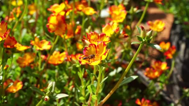 Las Abejas Vuelan Entre Las Hermosas Flores Jardín — Vídeo de stock