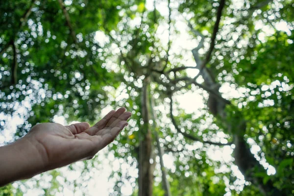 Hand praying for blessing from god on sun and forest background,Christian Religion concept