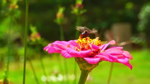 Kleine Insecten Rode Bloemen Het Bos — Stockvideo