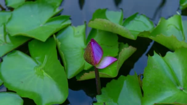 Mooie Lotus Bloem Vijver Time Lapse Video Natuur Beelden — Stockvideo