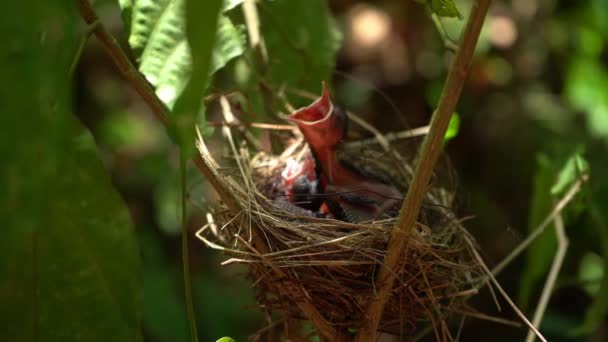 Mouvement lent du petit oiseau dans le nid de l'oiseau L'oiseau attend sa mère pour se nourrir de faim 