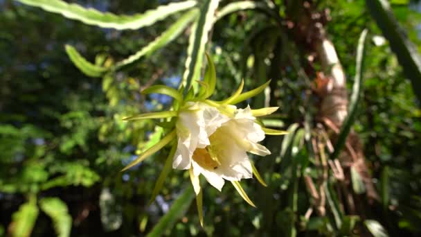 Όμορφο Λουλούδι Του Δράκου Φρούτα Στον Κήπο — Αρχείο Βίντεο