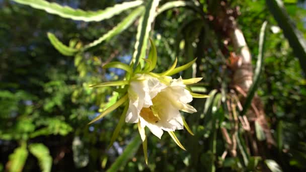 Bellissimo Fiore Frutta Del Drago Nel Giardino — Video Stock