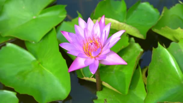 Belle Fleur Lotus Dans Étang — Video