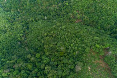 Hava görüntüsü Drone kamerası yağmur ormanları ağaçlarının tepesinde sağlıklı çevre konsepti ve yaz arkaplanı ile ekoloji