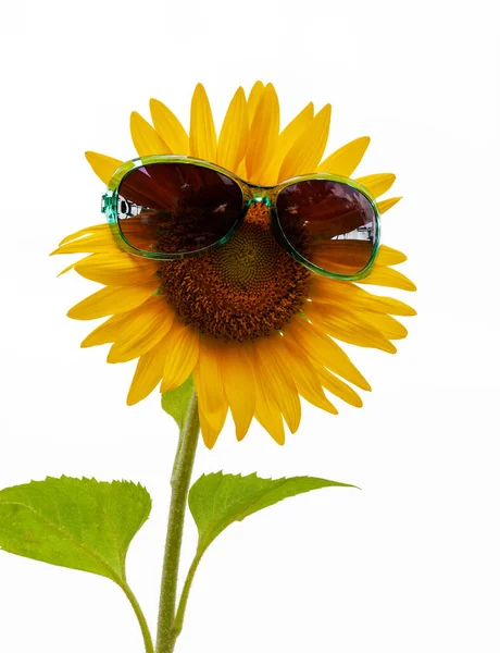Sonnenblume Mit Grüner Sonnenbrille Isoliert Auf Weißem Hintergrund — Stockfoto