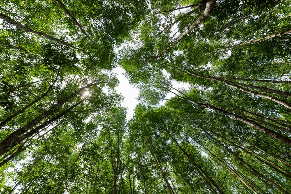 Bos Groei Bomen Natuur Groen Mangrove Bos Achtergronden Ant Eye — Stockfoto