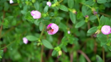 Sabah güzel bir çiçekle uçan yavaş çekim arısı
