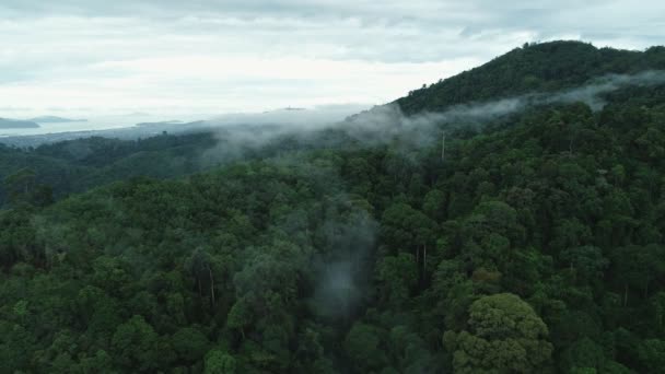 ドローンカメラ空中ビュービデオ撮影熱帯雨林上空を飛ぶ 日の出時に霧が立ち込める熱帯雨林上空の空中ビュー4K映像自然林風景 — ストック動画