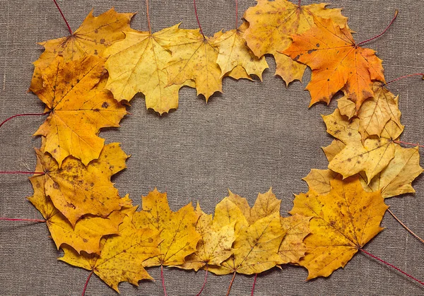 Frame of yellow maple leaves