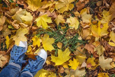 Denim spor ayakkabıları ile sarı düşmüş akçaağaç yaprakları. Co ile Üstten Görünüm