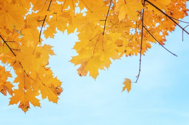  Sonbahar akçaağaç yaprakları mavi gökyüzüne karşı.