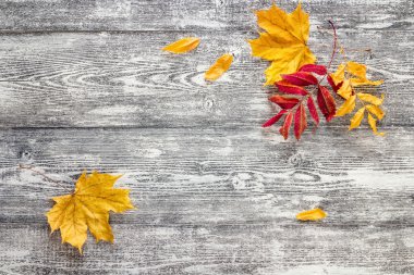 Gri ahşap kurullarında sonbahar yaprakları. 