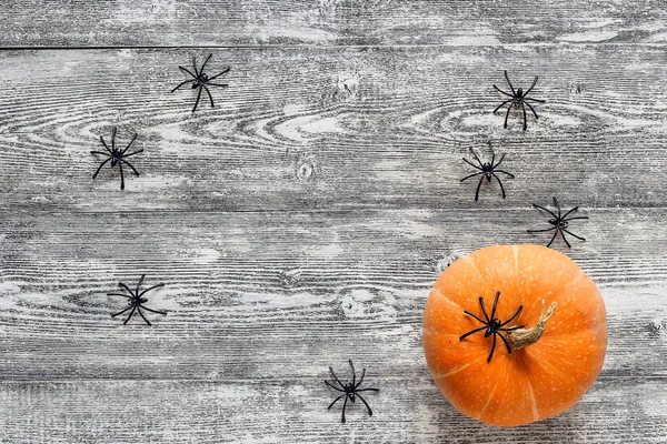 Dekorative schwarze Spinnen und kleiner Kürbis auf dem bemalten Holz — Stockfoto