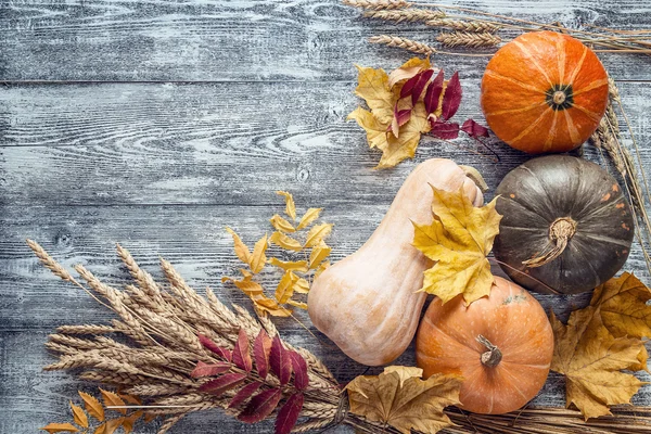 Fondo con calabazas, espigas de trigo y hojas de otoño sobre gra — Foto de Stock