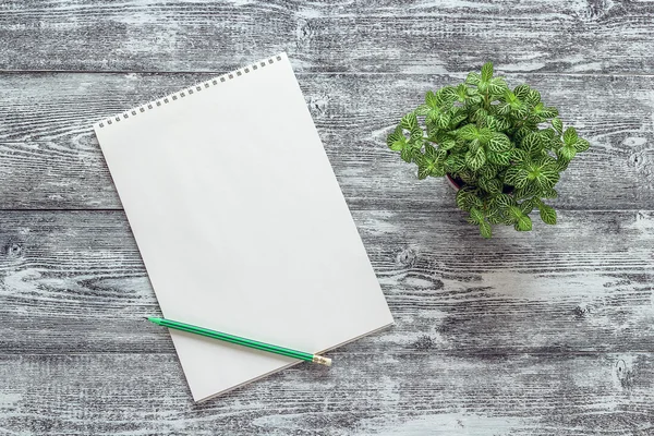 Bir gr kalem ve saksı bitki ile bir sarmal boş resim albümü — Stok fotoğraf