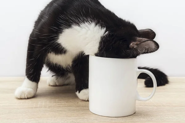 Funny svart-vit katt kröp in en vit kaffekopp. — Stockfoto