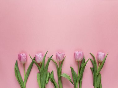 pembe bir arka plan üzerinde pembe laleler. 