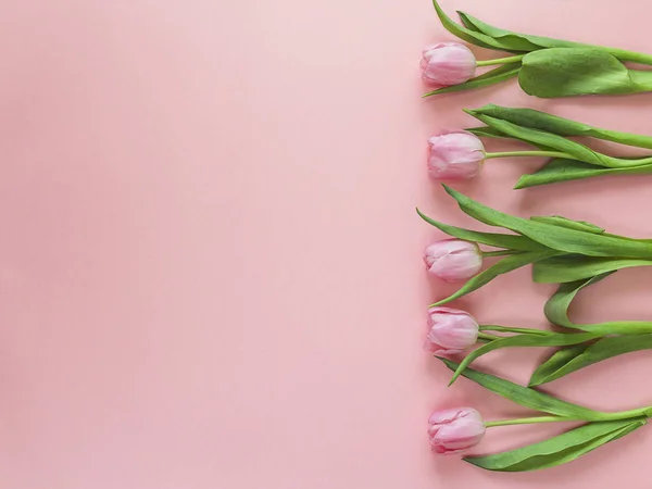 Рожеві тюльпани на рожевому фоні . — стокове фото