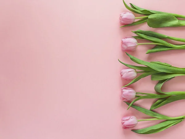 Tulipas cor-de-rosa em um fundo rosa . — Fotografia de Stock