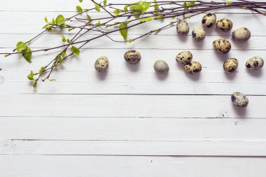 Arka plan ile genç yaprakları ve bıldırcın huş ağaçlarıyla fışkın