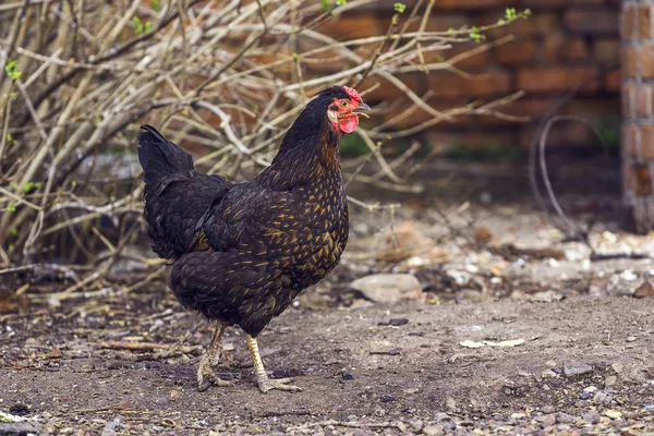 Pollo caminando en el patio — Foto de Stock