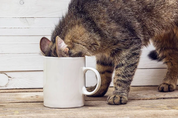 Komik kedi beyaz kupa sürünerek. 