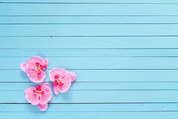 Фон з квітами рожева орхідея на синій пофарбованій дерев'яній дошці — стокове фото