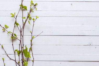 Huş ağaçlarıyla fışkın üzerinde beyaz painte sadece çiçek yaprakları