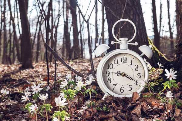 Reloj despertador en el bosque primaveral con nevadas. Anémona de nieve —  Fotos de Stock